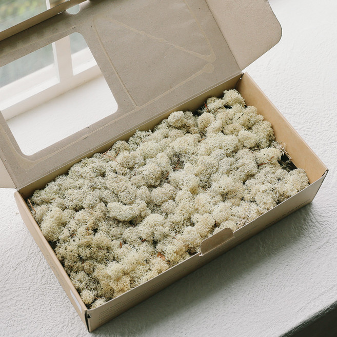 ASPASIA 苔蘚 500g, 1個