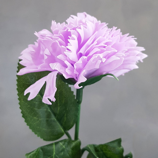 블랙앤화이트 비누꽃 카네이션 50p + 잎사귀꽃대, 연보라, 1개