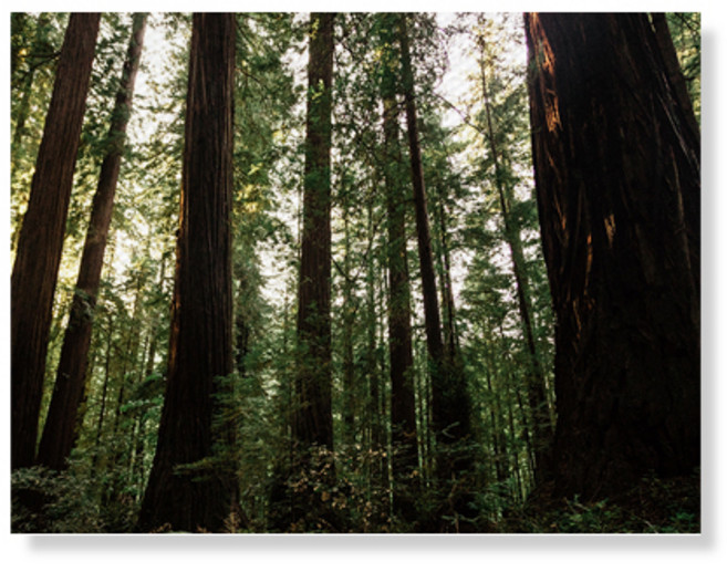 리틀하이커 Tree 캔버스 프린팅 액자A3W36 18