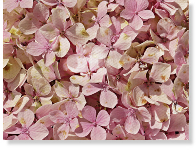 리틀하이커 flower 캔버스액자A3W35 80