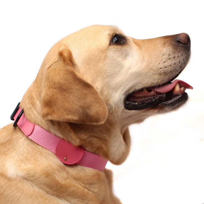 구바스 콤비네이션 강아지 목줄 인식표 세트, 로즈핑크, 1개