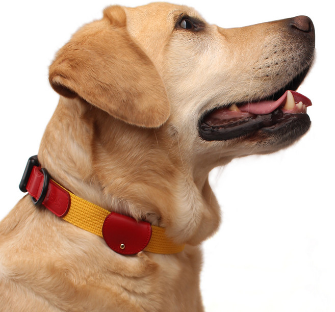 구바스 콤비네이션 강아지 목줄 인식표 세트, 옐로우레드, 1개