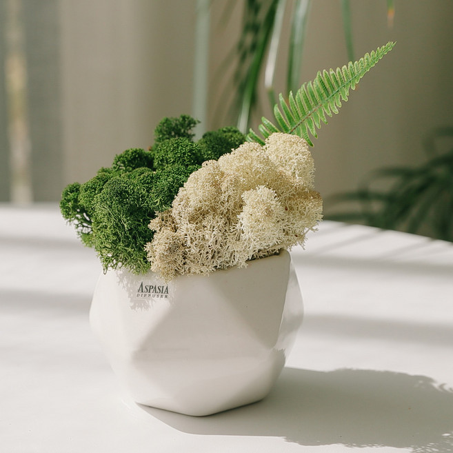 아스파시아 석양 가을산 겨울숲 투톤 스칸디아모스화분세트, 그린 + 네츄럴 + 조화잎, 1세트