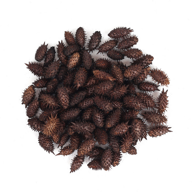 신선약초 볶은 도꼬마리 건강식품, 1개, 200g