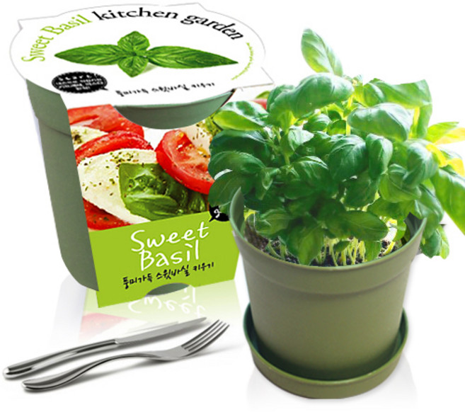 세경팜 컬러키친가든 텃밭 가꾸기 화분 세트 그린, 스윗바실