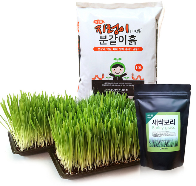 세경팜 키우기 세트, 새싹보리