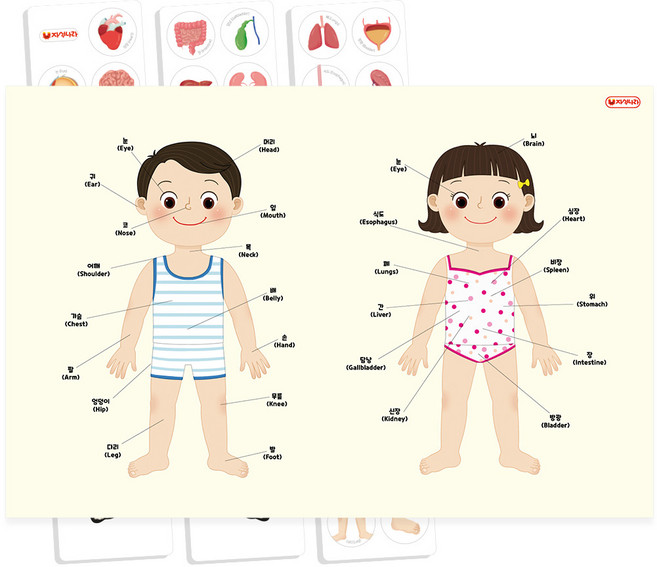 자석나라 자석이 붙는 인체 포스터 나의 몸 자석학습보드, 혼합색상, 1개