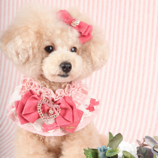 팝앤퍼피 코코하츠 강아지 케이프 M, 레드, 1개