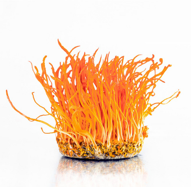 감성먹거리 성재모 동충하초 건초, 50g, 1개