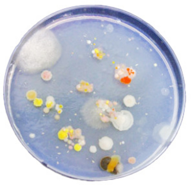 사이언스몰 일반세균 + 곰팡이균 배지 만들기 10인용 화학실험세트, 1세트