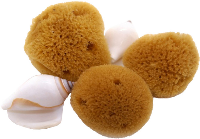 세틀 해면 스펀지 조개 세트, 1세트