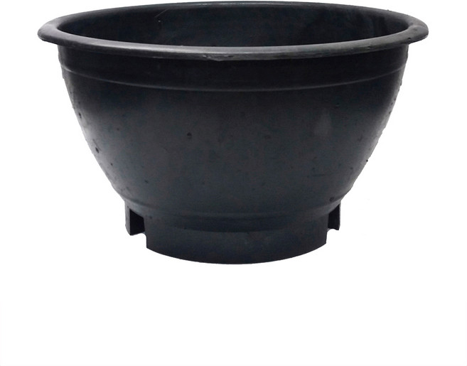 실속형 블루베리 화분, 1개