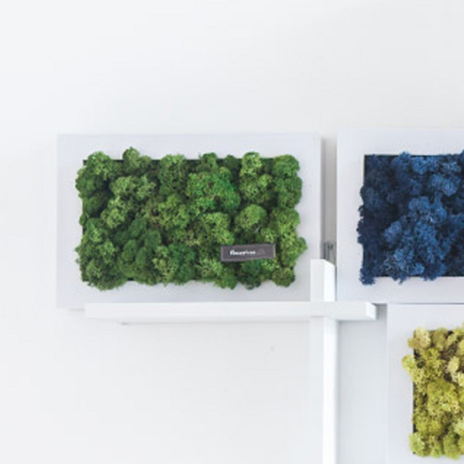 SCANDIAMOSS 苔蘚 苔蘚綠 500g, 1個