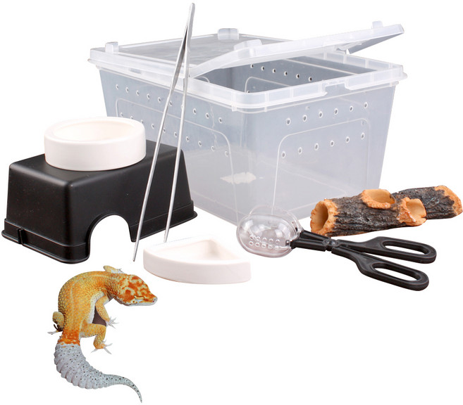 파충류 도마뱀 키우기 세트 대, 혼합색상, 1세트