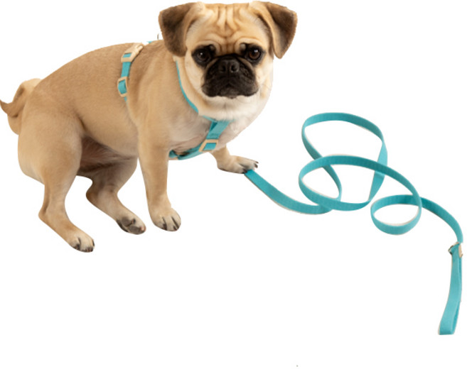 힛찌 강아지 리드줄, 터키블루, 1개
