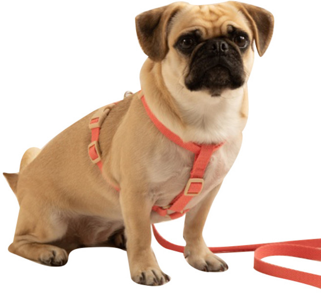 힛찌 목버클 강아지 하네스, 코랄핑크, 1개