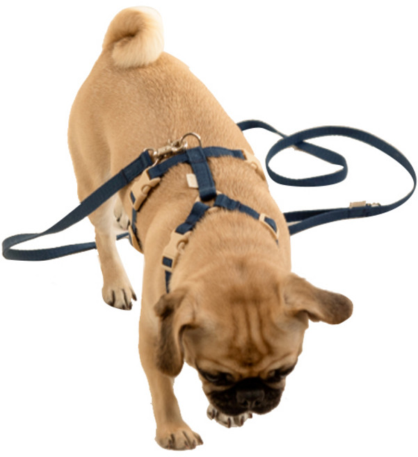 힛찌 강아지 리드줄, 딥네이비, 1개