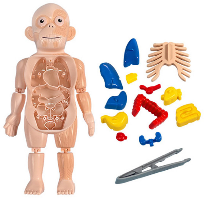 캐스비 네이처 미니인체탐구 인체모형 랜덤발송 KBN2210, 1개