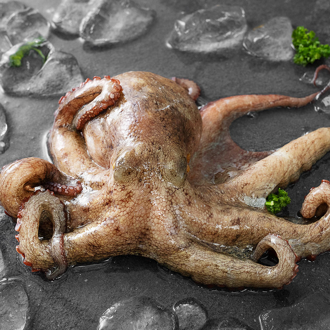 아라보감 국산 돌문어 생물 (냉장), 650g~800g, 1개