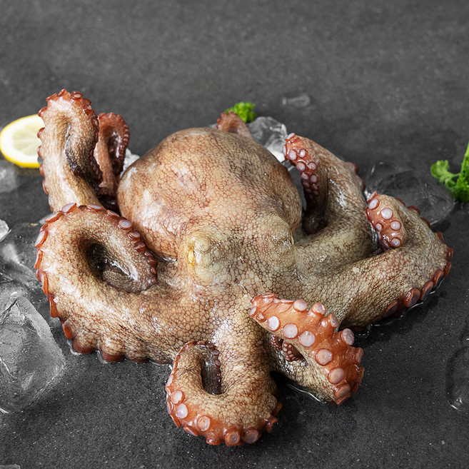 아라보감 국산 돌문어 생물 (냉장), 1.05kg~1.2kg, 1개