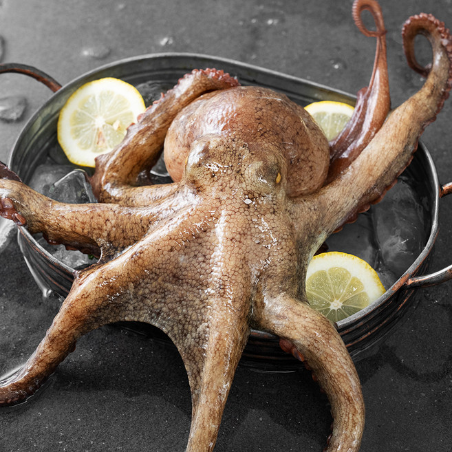 아라보감 국산 돌문어 생물 (냉장), 850g~1kg, 1개