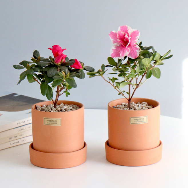 모리앤 토분에 심은 철쭉 2종 세트, 혼합색상, 1세트