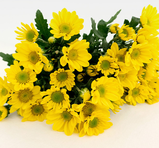 아임플라워 생화 소국 3~7대, 옐로우