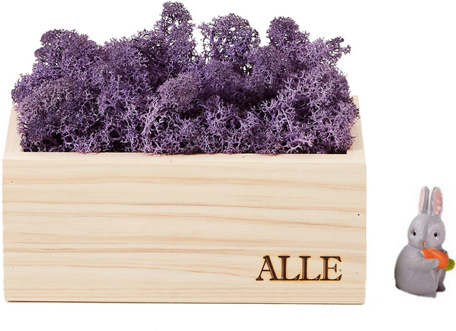 알레 실내 식물 스칸디아모스 편백 화분 퍼플 + 피규어 랜덤발송 세트, 1세트