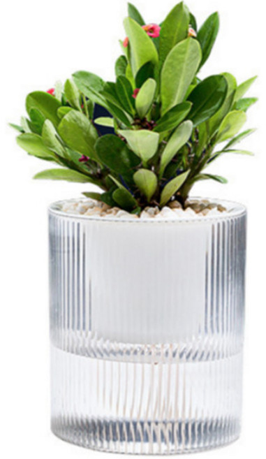 마크하스 수분흡수 화분, 투명, 1개