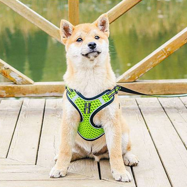 강아지 빛반사 하네스 + 리드줄 세트, 4 그린