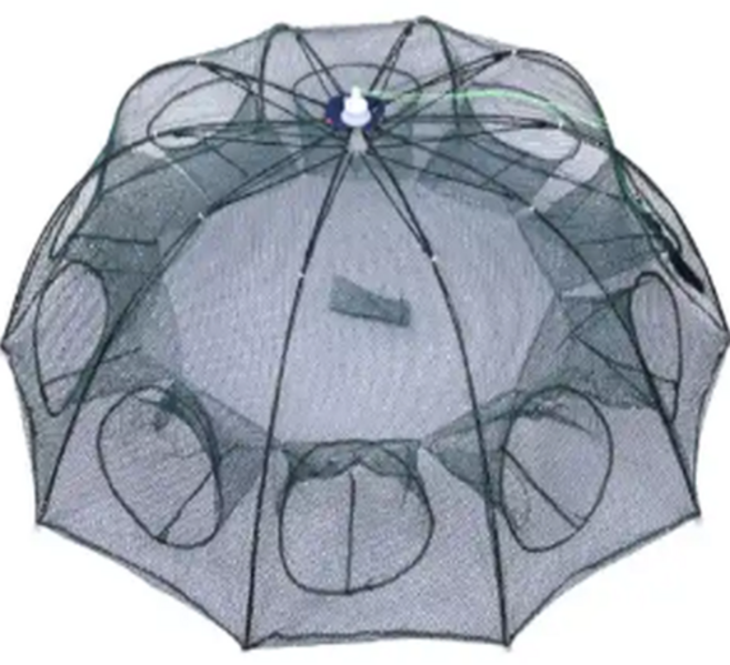 민물 바다 통발, 블랙