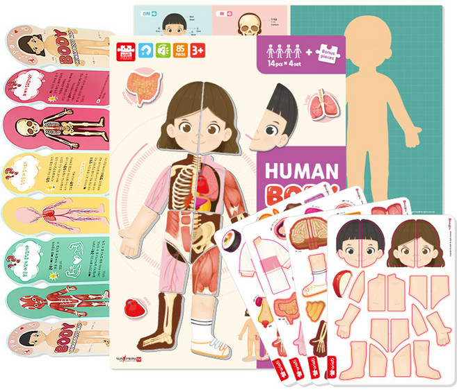 휴먼 바디 맵 ver. 2 퍼즐, 1개, 85피스