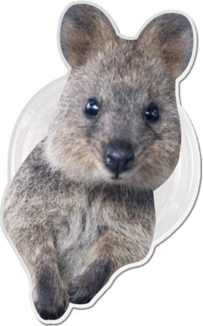 코쿼드 9c9c 아크릴 허브톡 애니멀, 빼꼼쿼카(9C_F_021), 1개