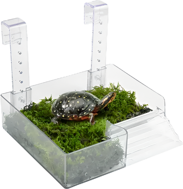 페이토 베란다형 일광욕 거북이 육지 중, 285g, 1개