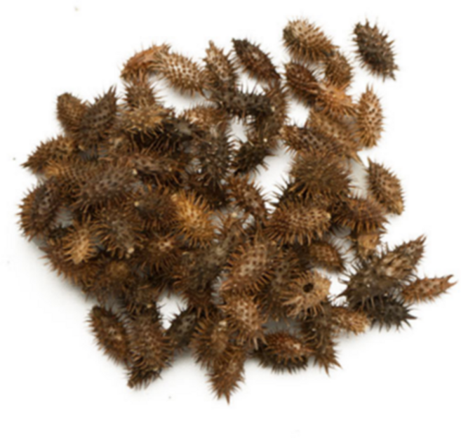 국내산 창이자 도꼬마리 한차재료, 200g, 1개