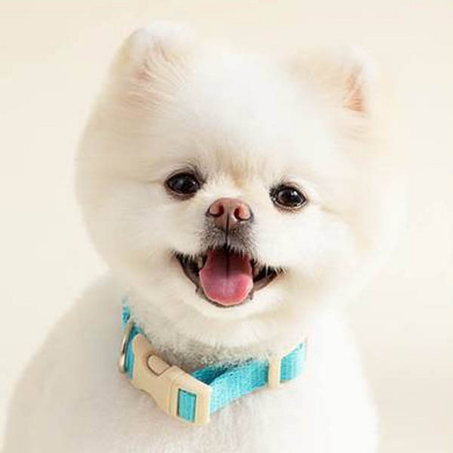 힛찌 강아지 초경량 부드러운 목줄, 터키쉬블루, 1개