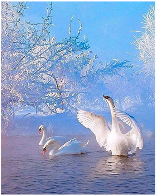 알로데 백조 커플 부부 보석십자수 40 x 50 cm DIY 세트 스퀘어큐빅, 14 구애포즈, 1세트