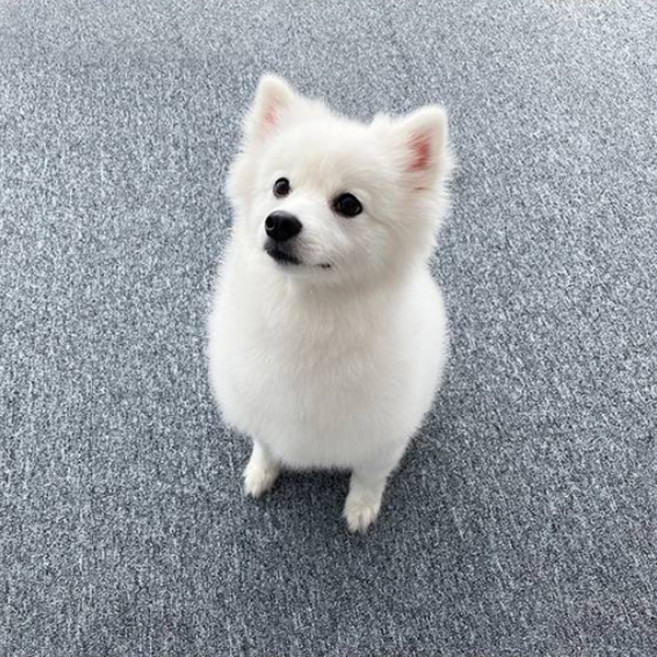 천일카페트 반려동물 미끄럼방지 매트, 1 그레이, 10개