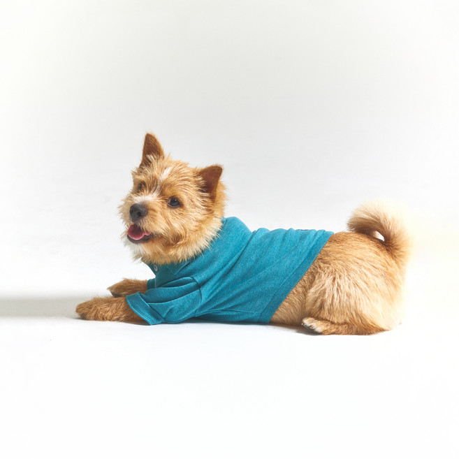 헤지스 강아지 면혼방 의류, 터콰이즈 멜란지, 1개
