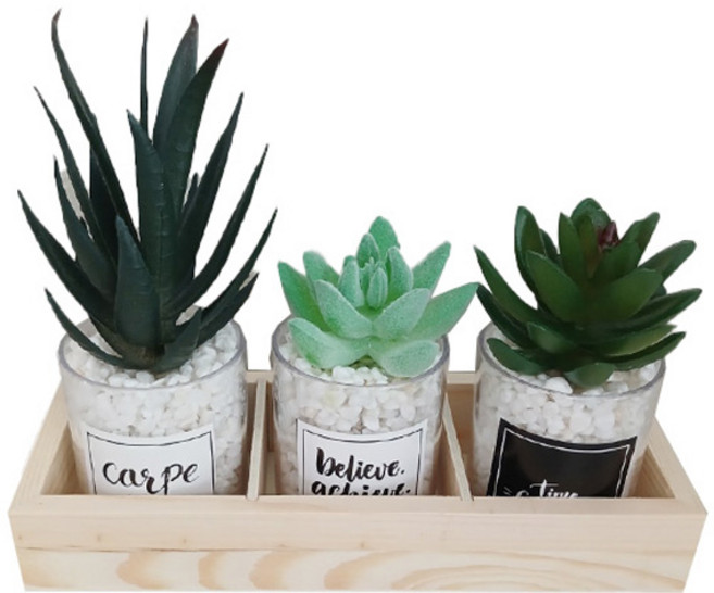 심플라인 조화 미니 선인장 다육이 3종 세트, 혼합색상, 1세트