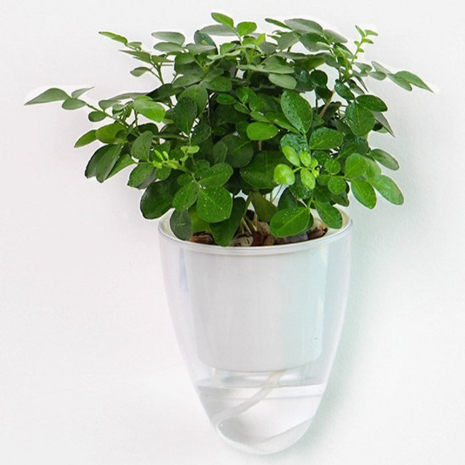 홈플로우 투명 원뿔형 벽걸이 플라스틱 벽고정 나사형 화분, 화이트, 1개