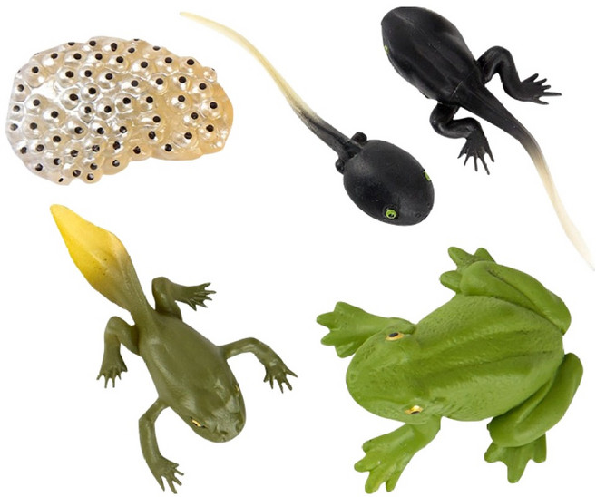 캐스비 네이처 성장과정피규어 개구리, 1개