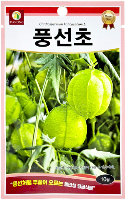 다농 풍선초 씨앗 10p, 1개