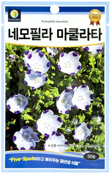 다농 네모필라 마쿨라타 씨앗 50p, 1개