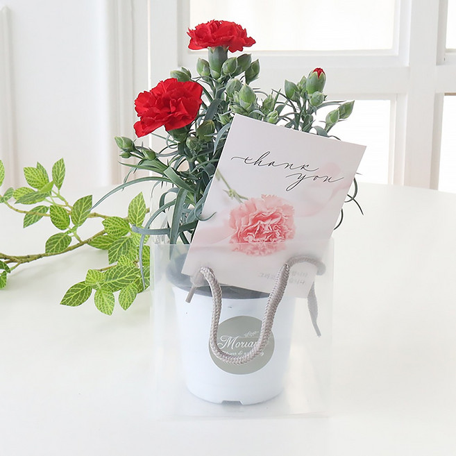 모리앤 사랑담은 카네이션 화분 + 쇼핑백, 레드, 1개