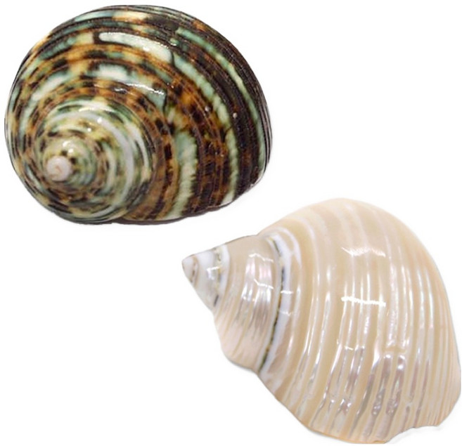 세틀 비치 아일랜드 씨쉘 수조 장식 2종 세트, 1세트