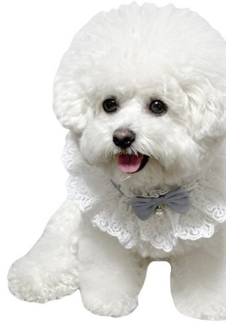 김멍냥 반려동물 레이스 리본 케이프 턱받이, 소라, 1개