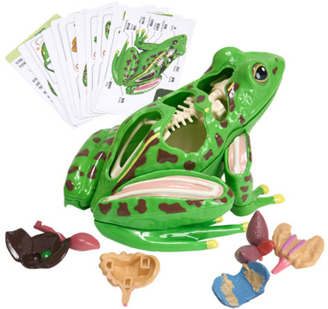 캐스비 네이처 개구리 해부 모형 세트, 1세트