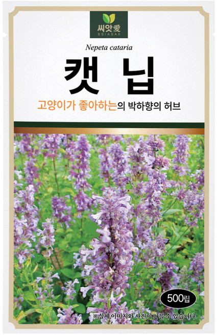 다농 씨앗애 캣닙 씨앗 500p, 1개