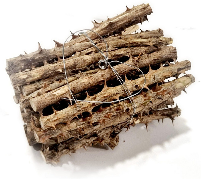 인차 가시 엄나무, 400g, 1개